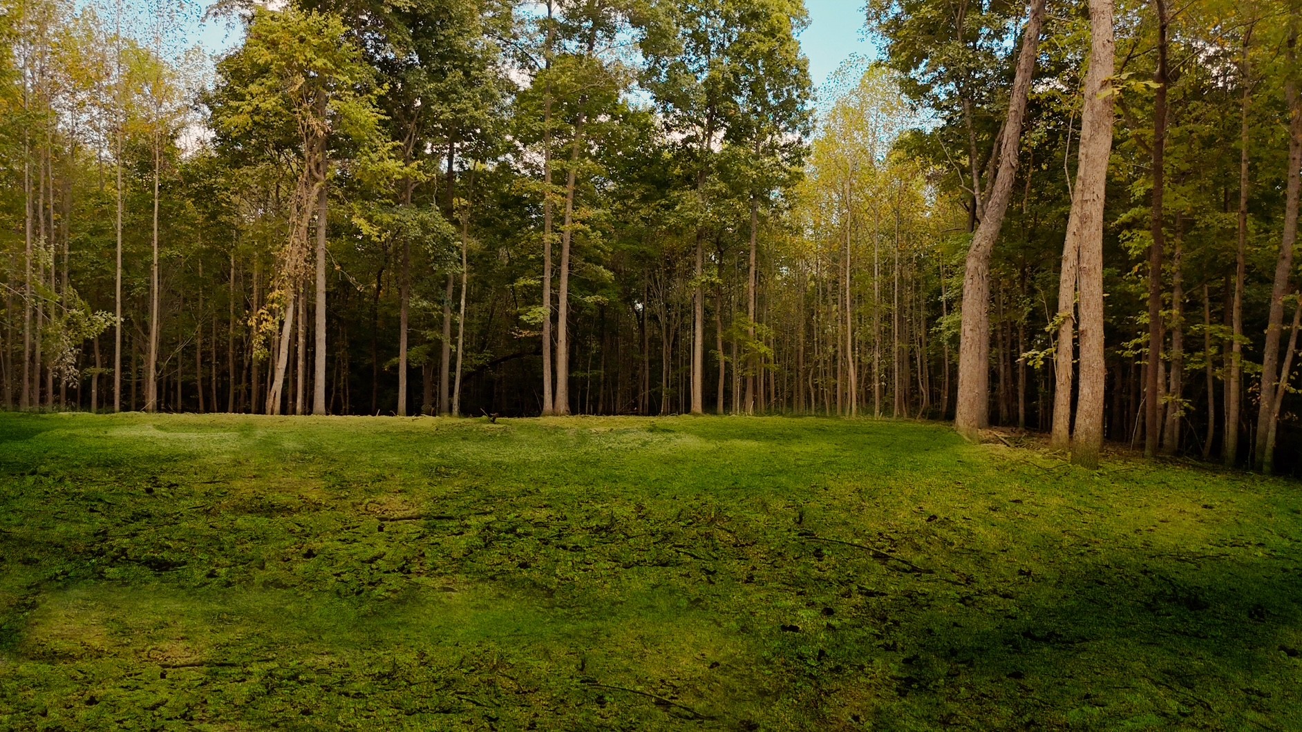 Beautiful treelined land in Tennessee - Land Auctions