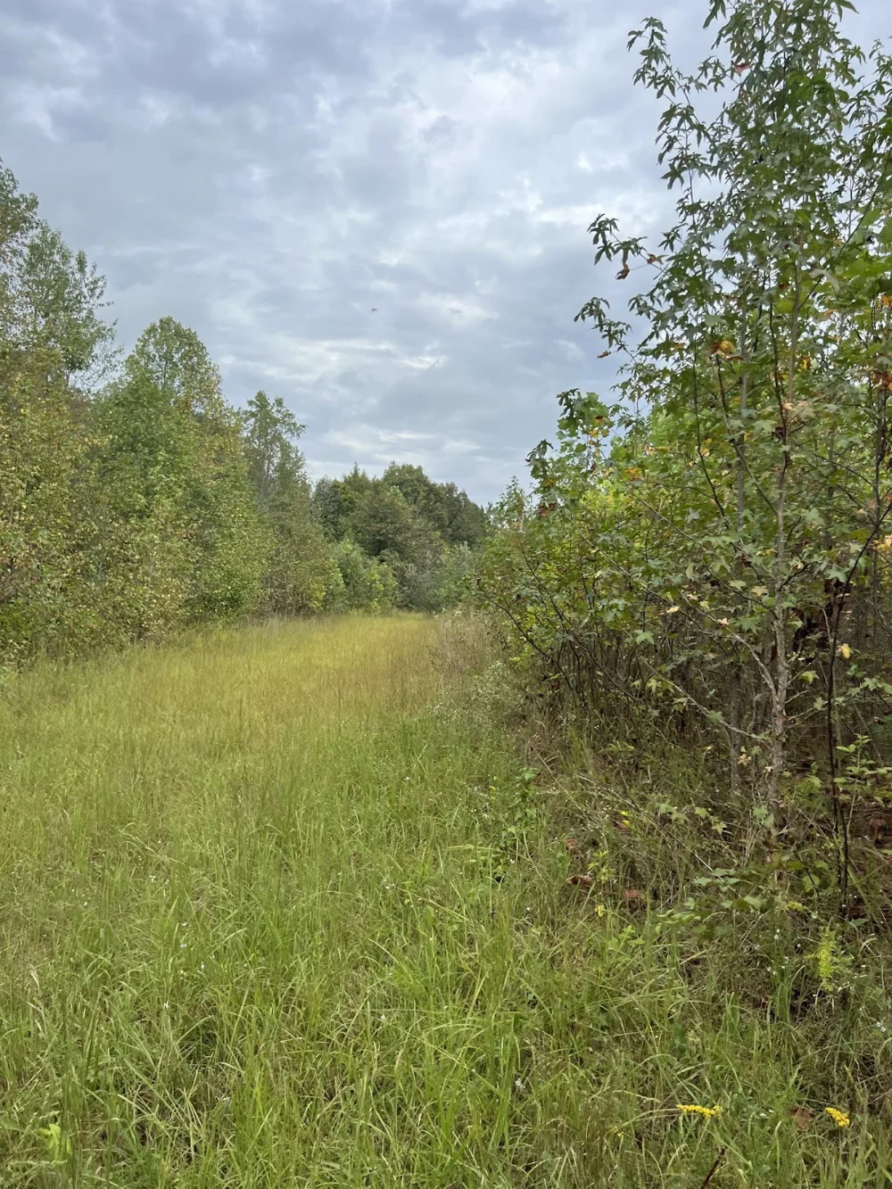 Grassy path surrounded by dense green trees and shrubs under cloudy sky in natural landscape.