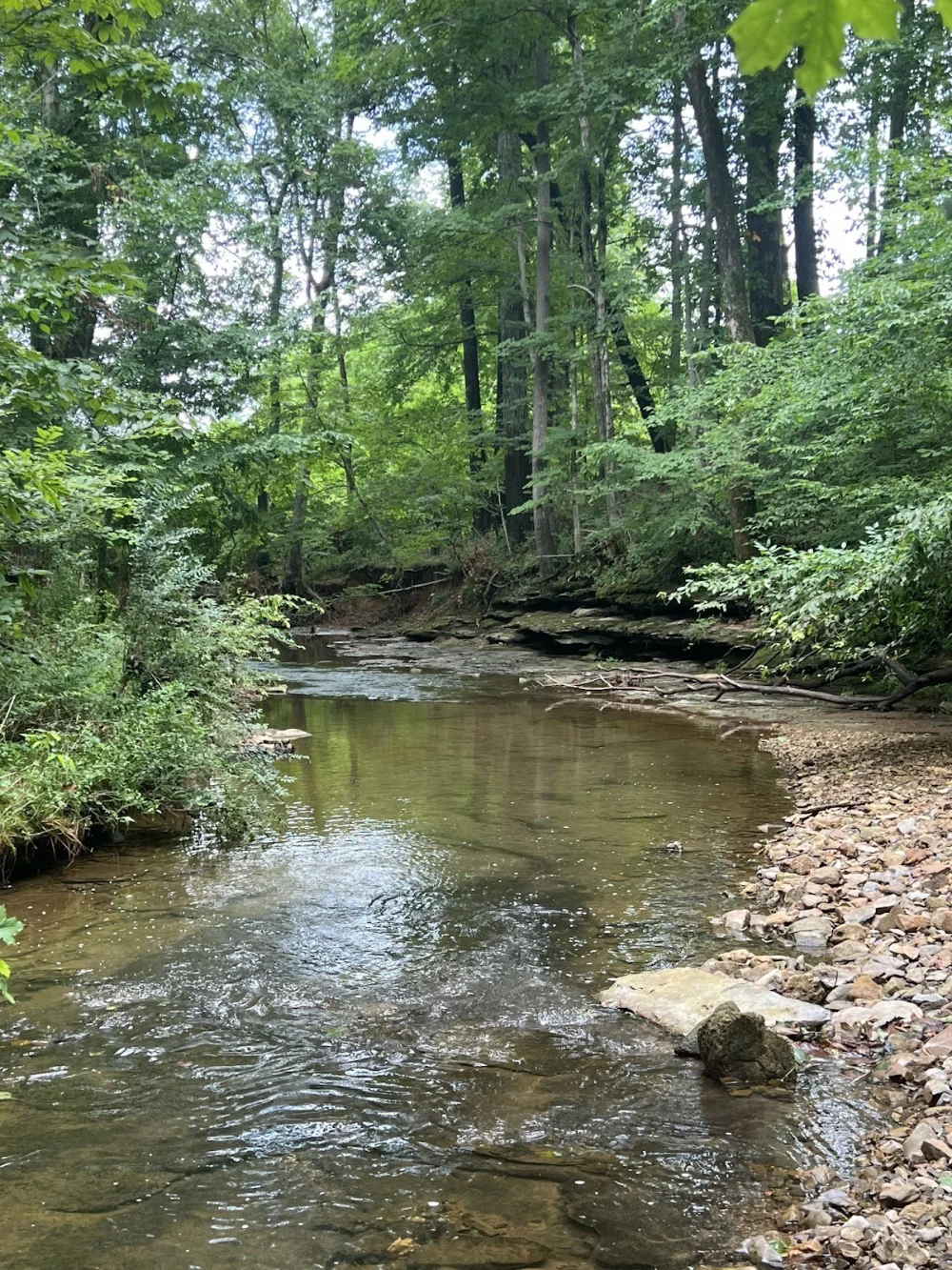 Shallow stream flowing through forest with rocks, pebbles, and tall trees under filtered sunlight.